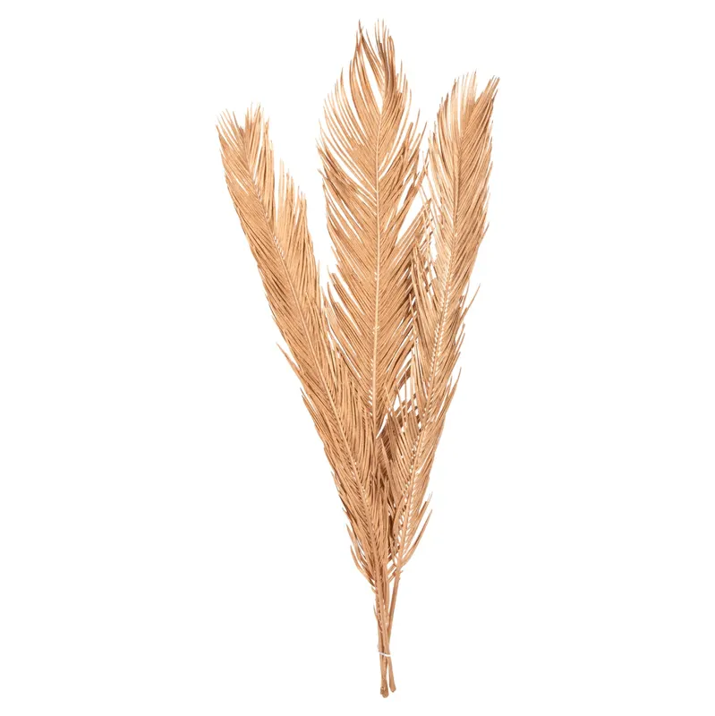 Flori uscate ALANTA PALM GOLD - Beige