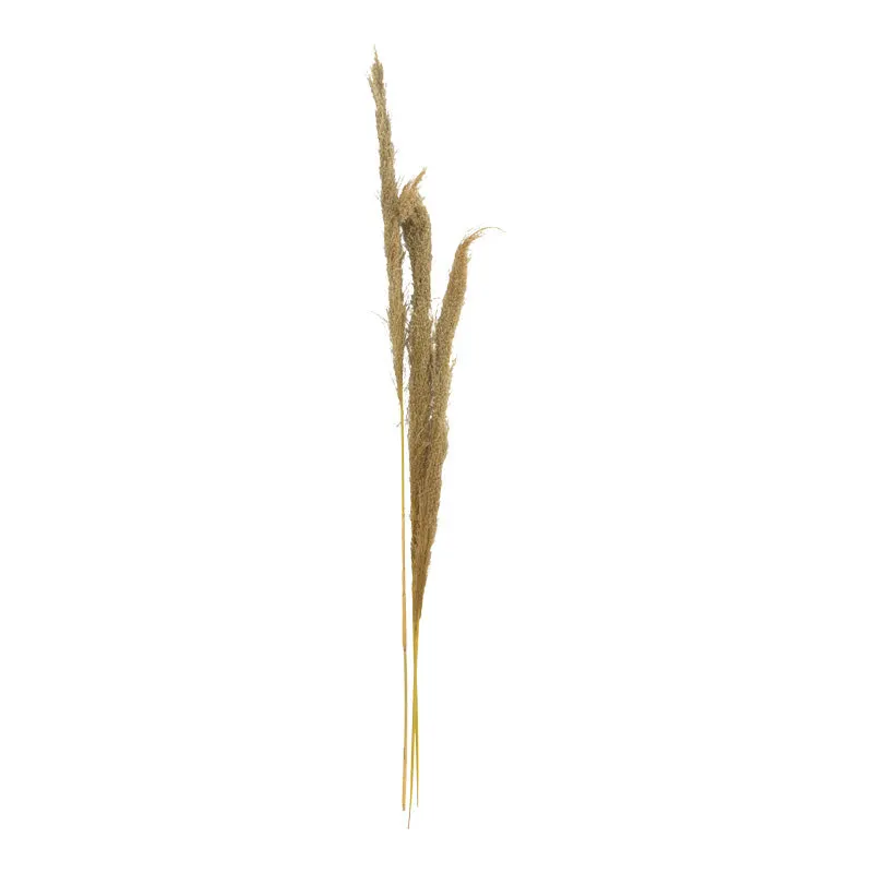 Set 3 Piese Frunze Deco Pampas, H140cm, Decor Interior Relaxant, Naturala, 14x5x140 cm - Natur