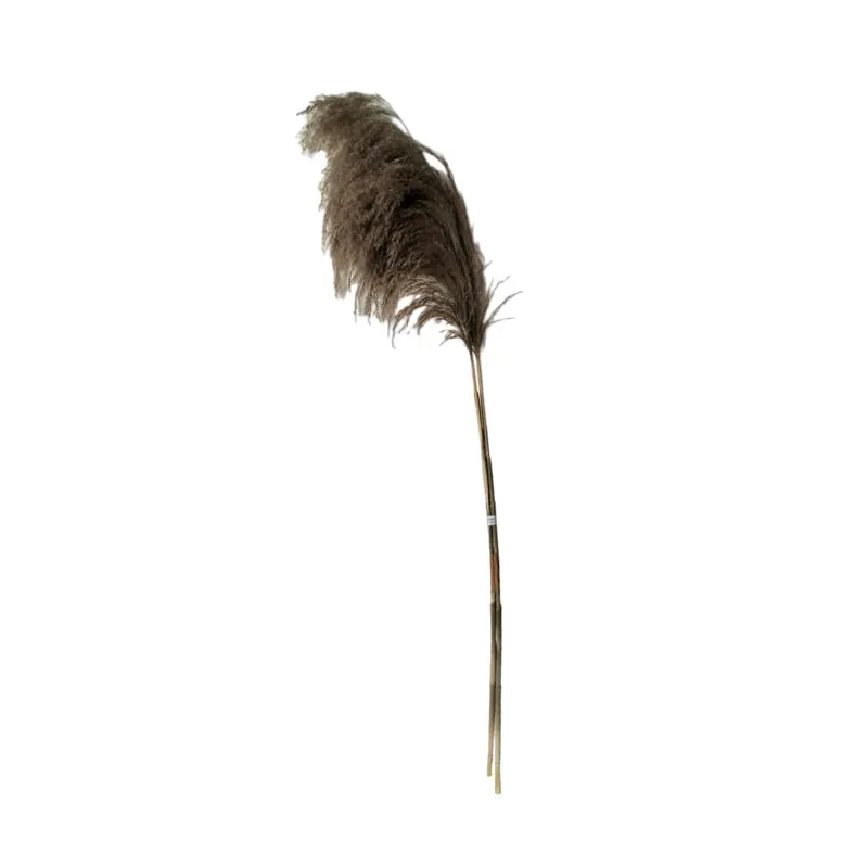 Planta decorativa Pampas Boho, Natural, 85x145 cm - Natur